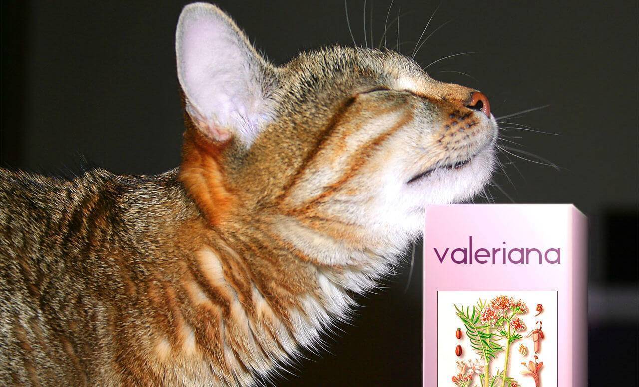 Запретное зелье для кошек – экстракт валерианы или “кошачья трава”