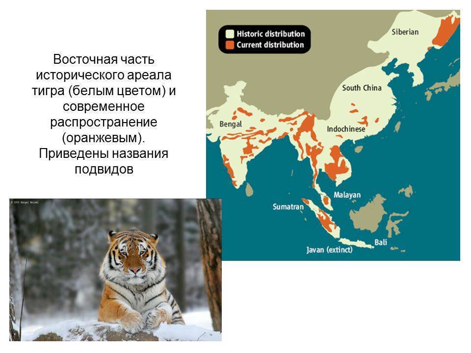 Тигры – фото, описание, виды, ареал, рацион, враги, популяция