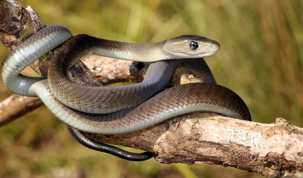 Змеи кавказа: фото, виды, описание