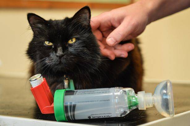 Астма у кошек: симптомы и лечение - ситивет, спб