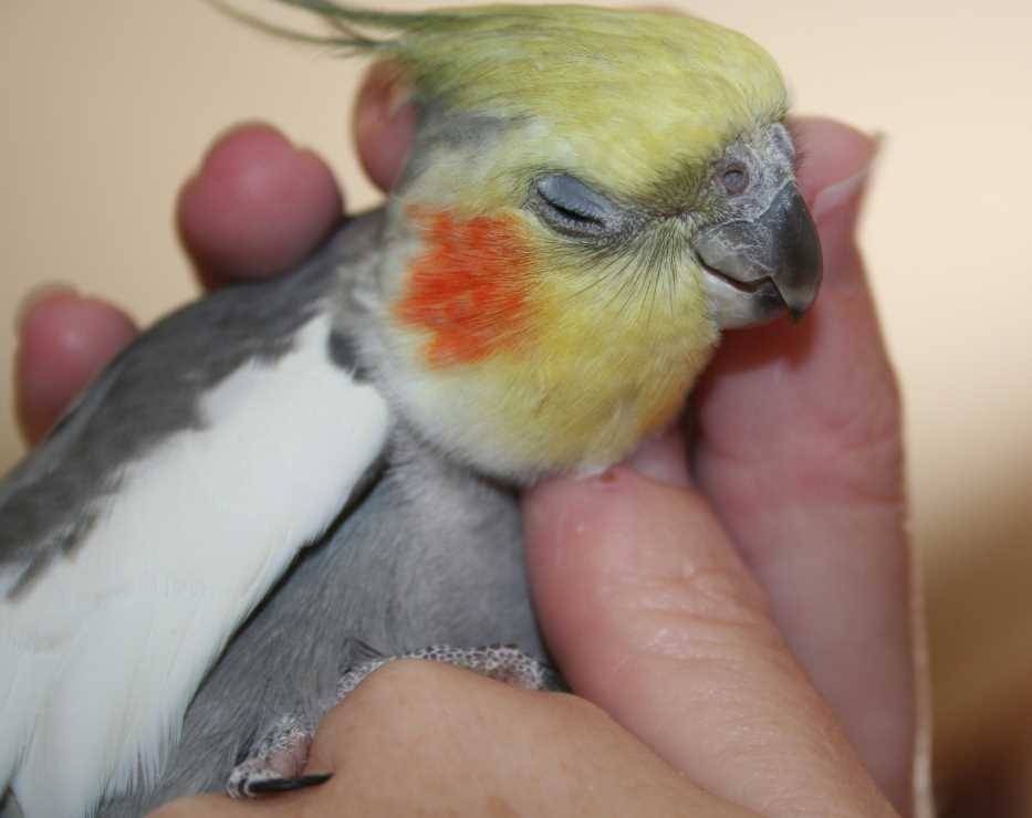 Попугай корелла как приручить к рукам