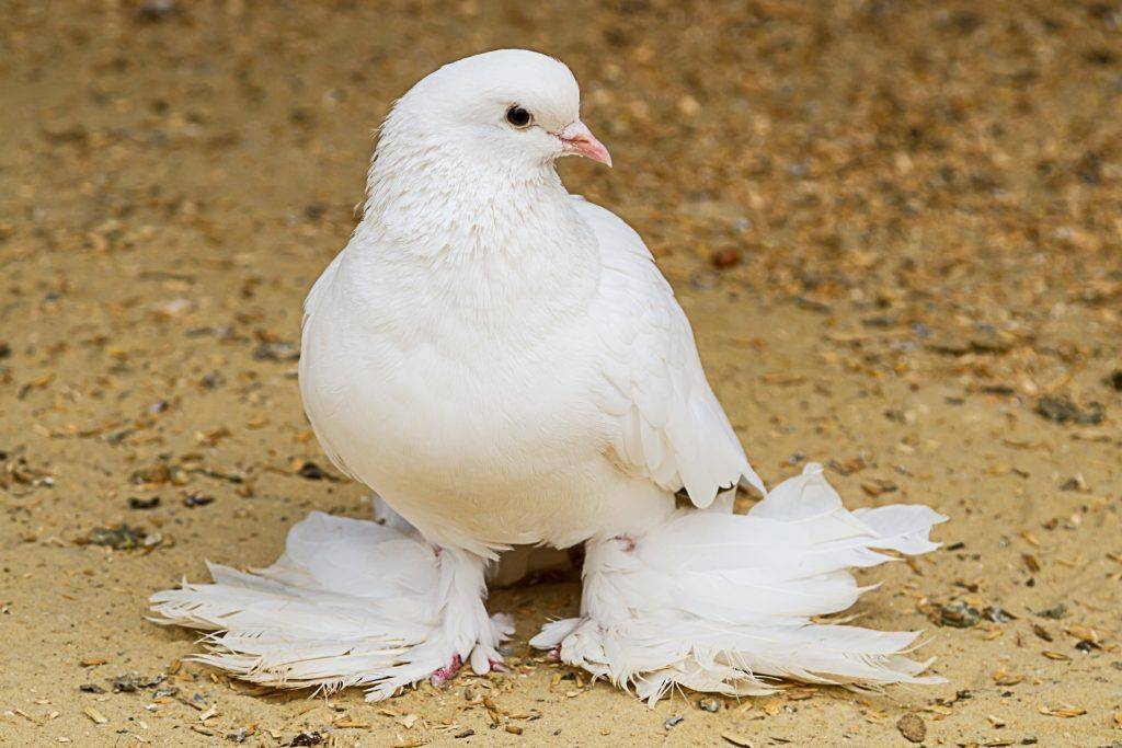 Бойные голуби: как живут в голубятне пакистанские и другие породы