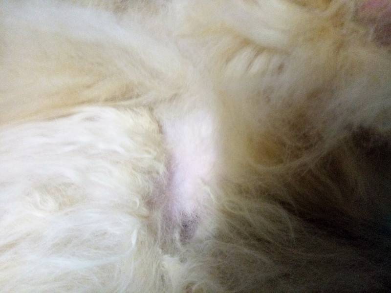 Алопеция у собак и кошек — лечение выпадения шерсти
