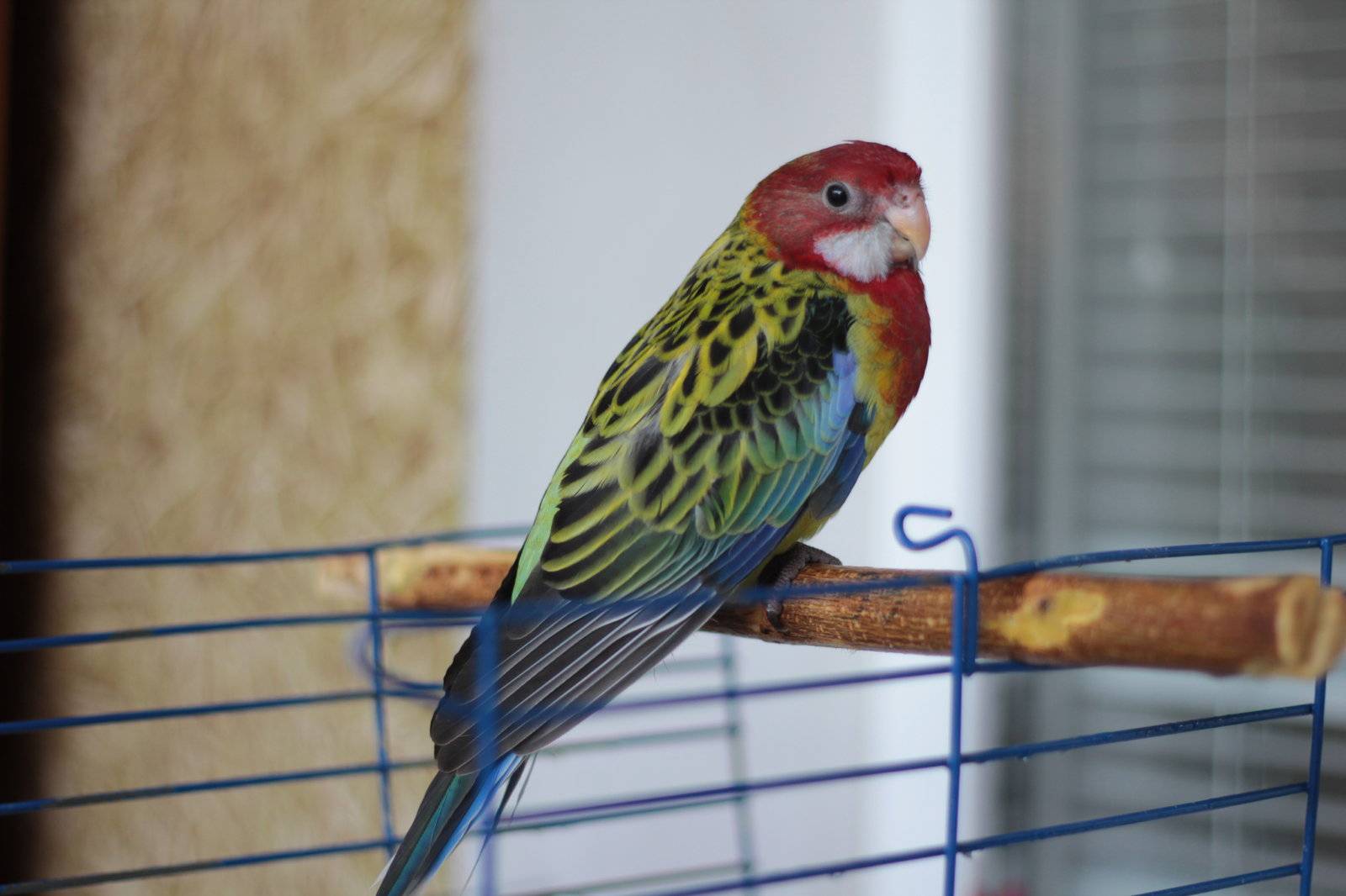 Розелла попугай. образ жизни и среда обитания попугая розелла