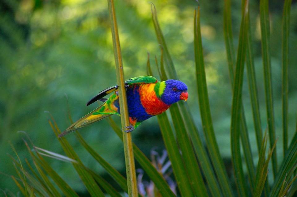 Радужный лорикет или многоцветный попугай - блог магазина zootovary.com