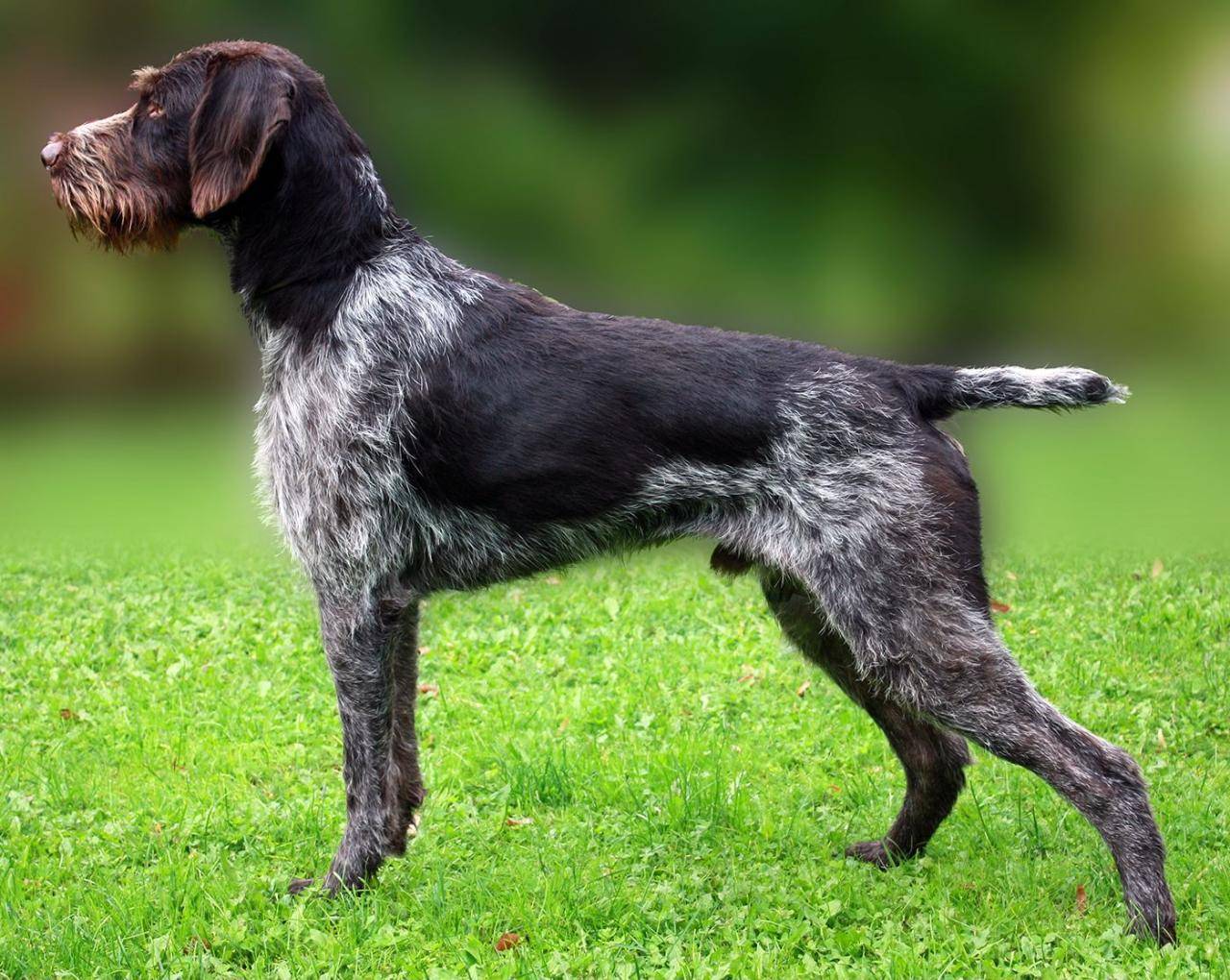 Дратхаар (немецкая жесткошерстная легавая) — фото, описание породы собак и характеристика