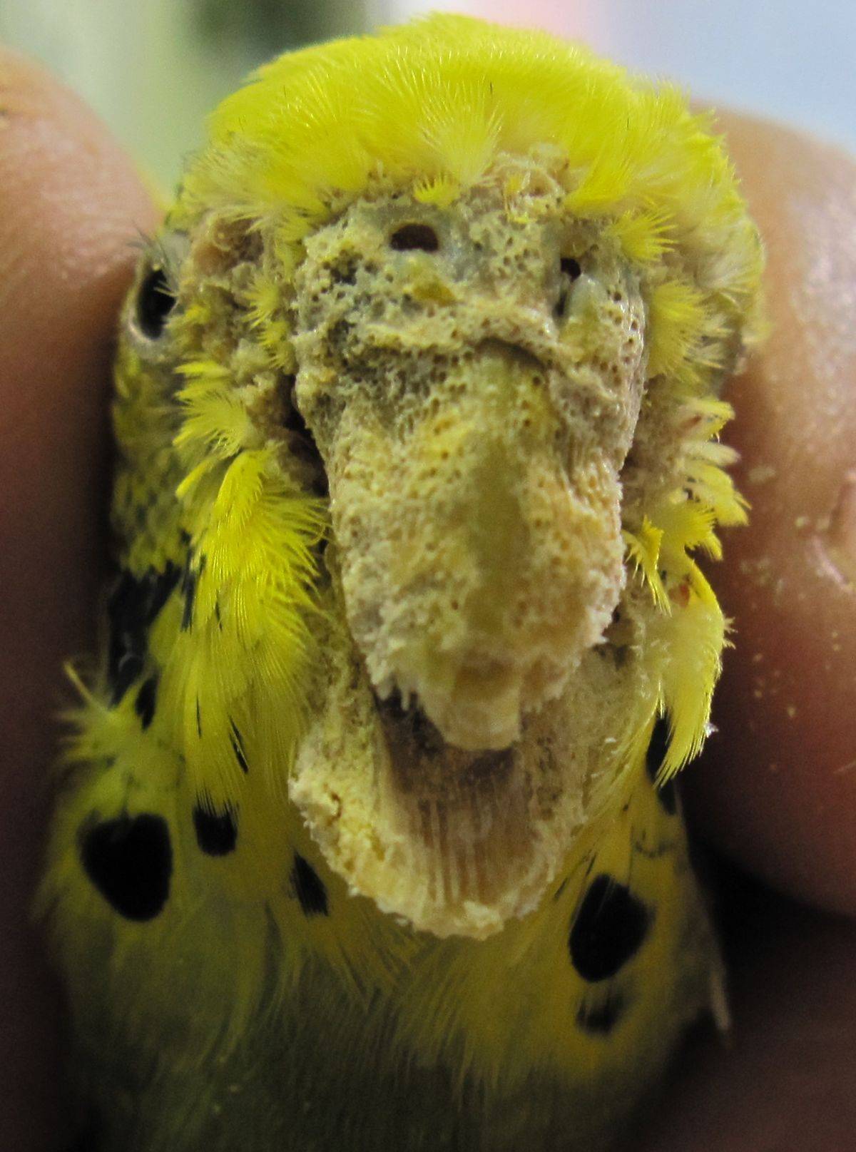 Перьевой клещ у попугаев: лечение в домашних условиях, симптомы