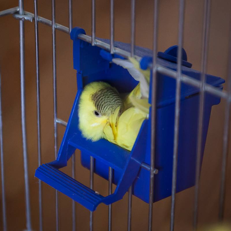 Сколько и как спят попугаи волнистые?