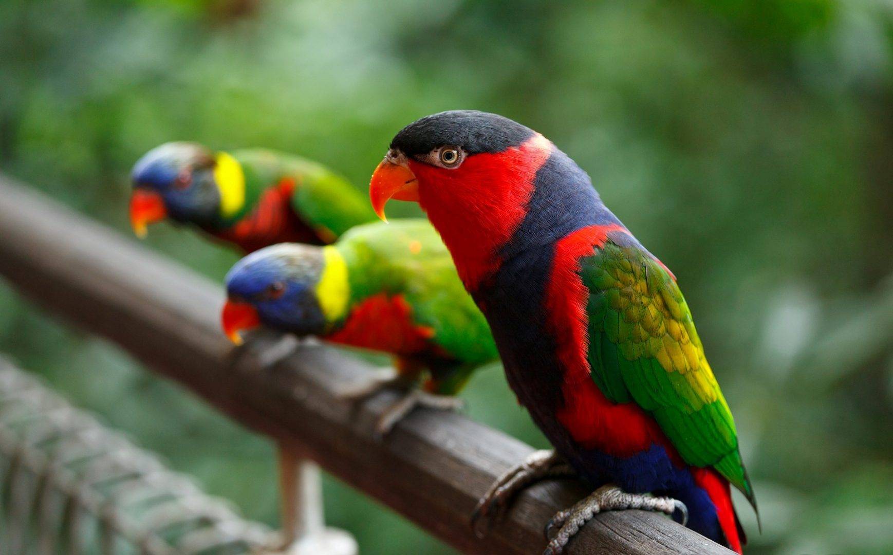 Лори попугай. образ жизни и среда обитания попугая лори | животный мир