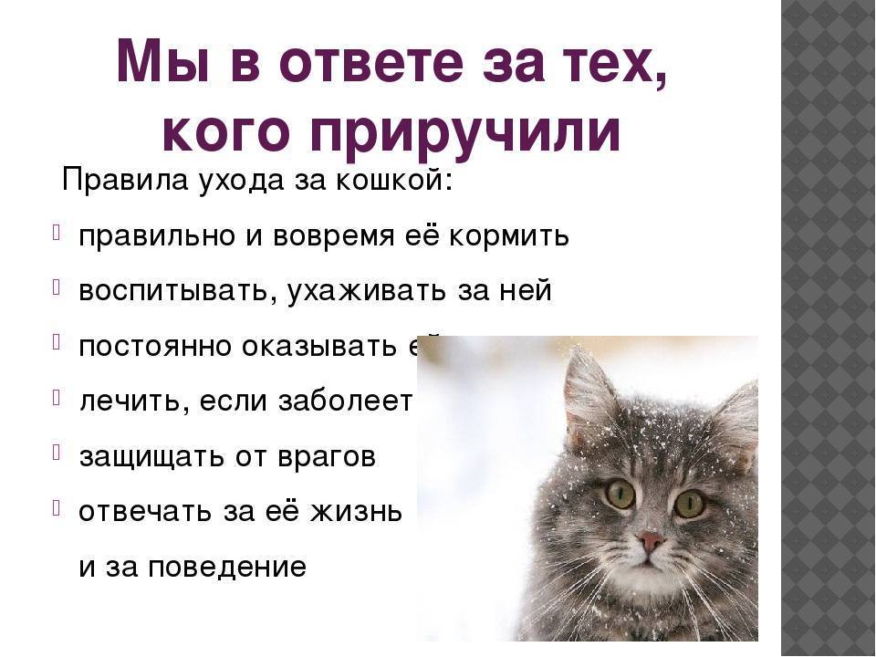 Как правильно ухаживать за кошками. основные принципы - kisa.su