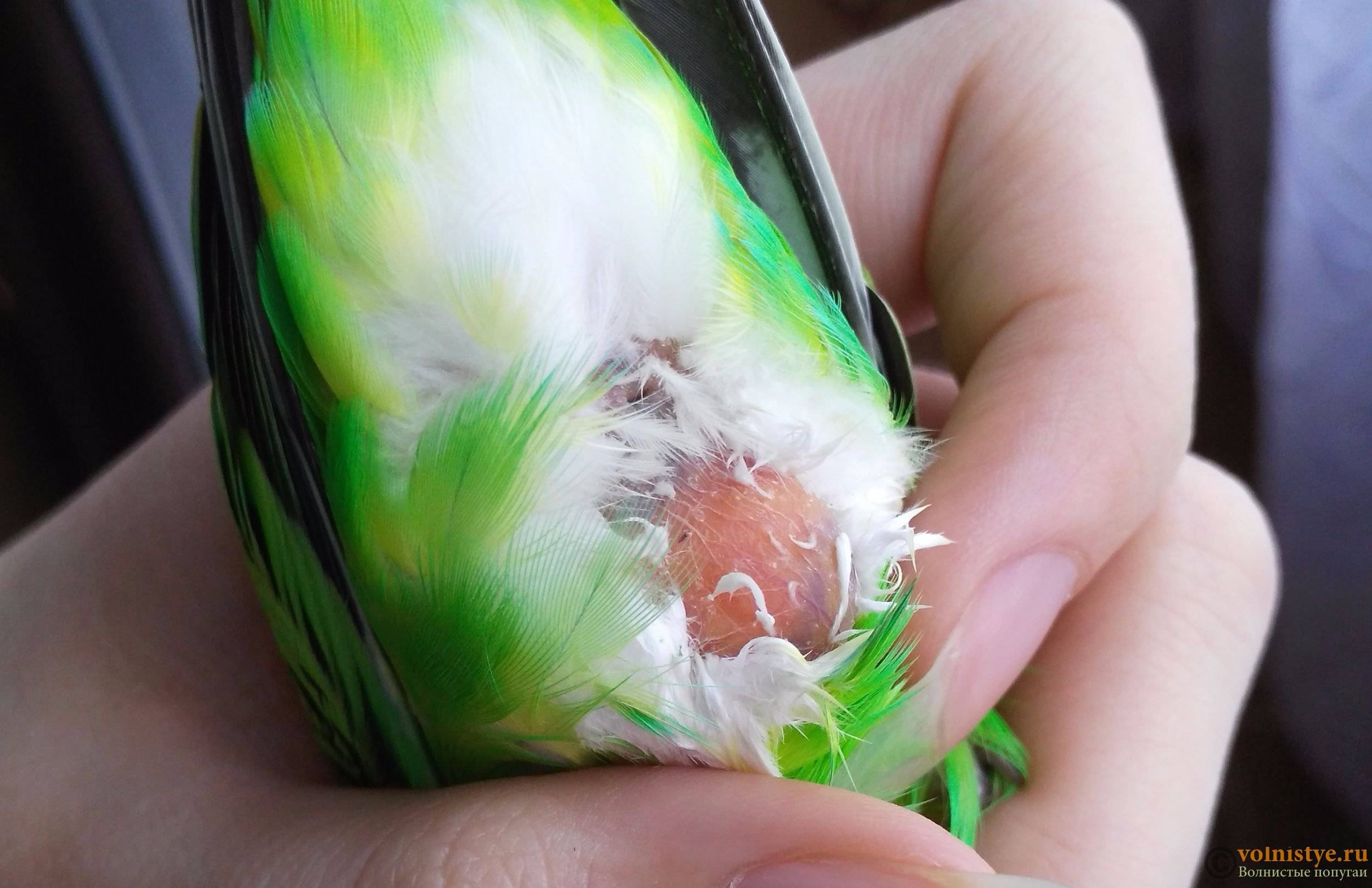 Симптомы и лечение воспаления зоба у волнистых попугаев