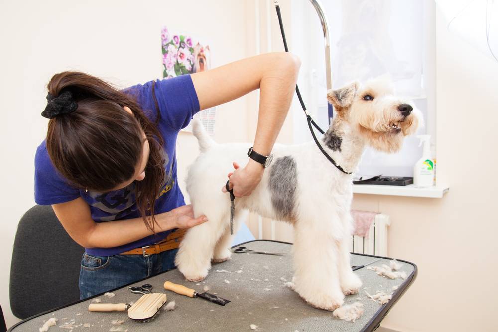 Как ухаживать за собакой в домашних условиях
