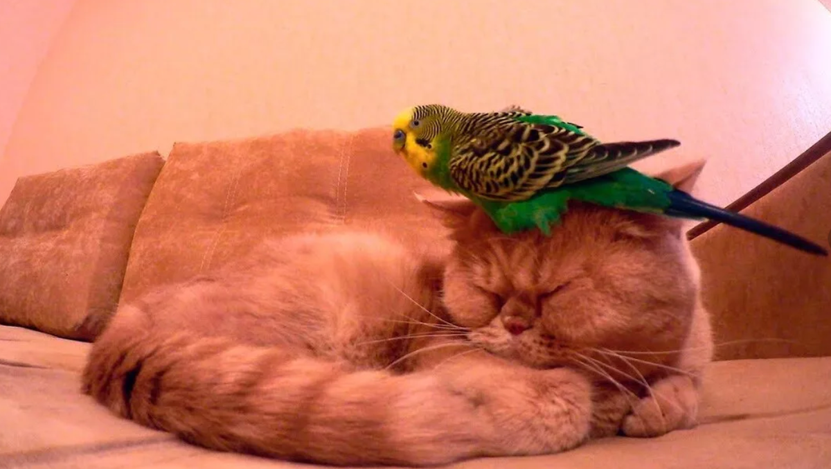 Как уживаются попугаи с кошками в одном доме