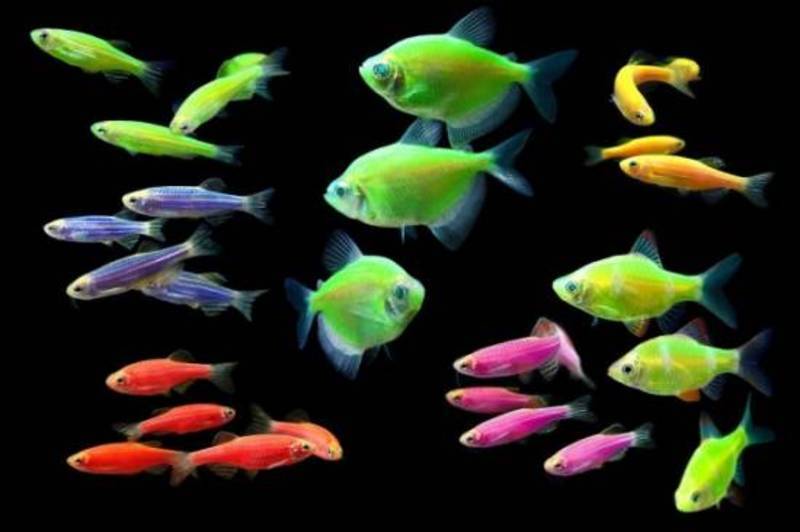 Данио глофиш (glofish, флуоресцентный): содержание, размножение, уход, совместимость, кормление, фото, видео