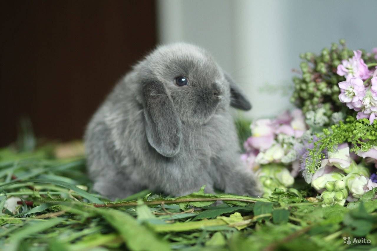 Вислоухий кролик баран: описание декоративной породы, сколько они живут, размеры, как за ними ухаживать, фото