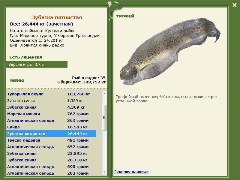 Рыба зубатка: польза и вред, фото, калорийность, где водится и что из нее можно приготовить