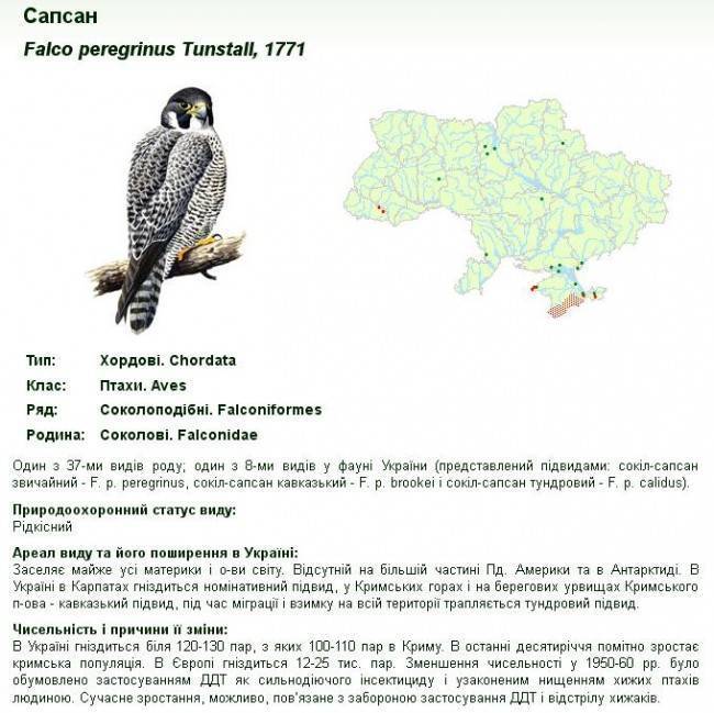 Сапсан птица. описание, особенности, виды, образ жизни и среда обитания сапсана | живность.ру