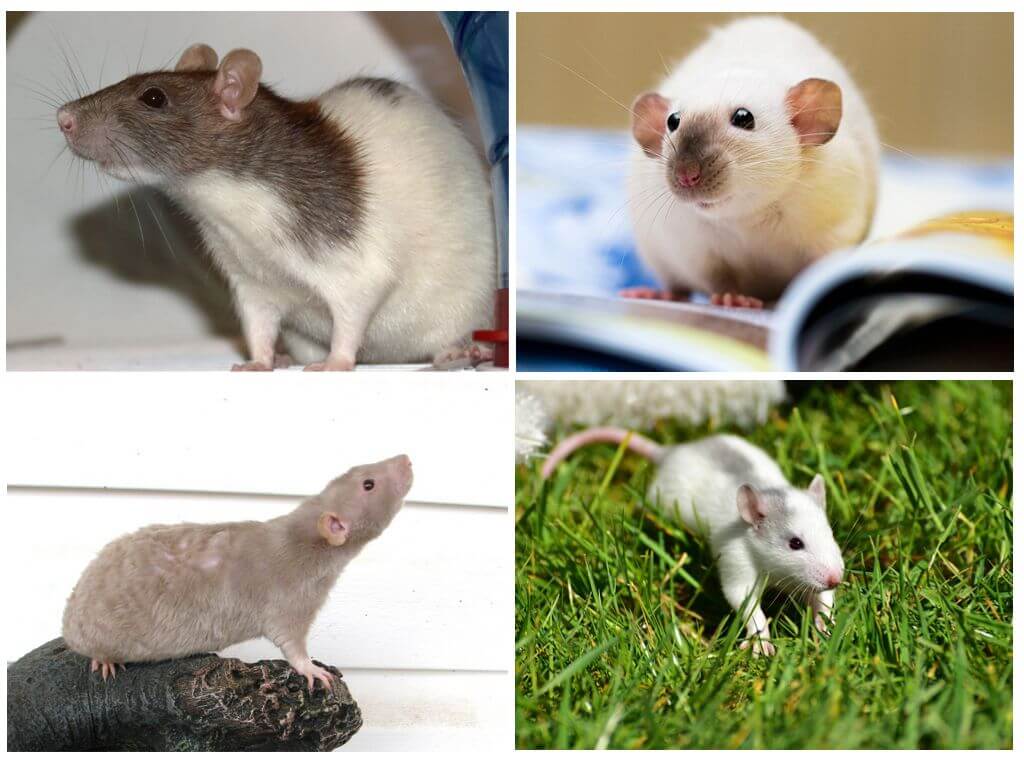 Крыса: описание, интеллект, питание и образ жизни