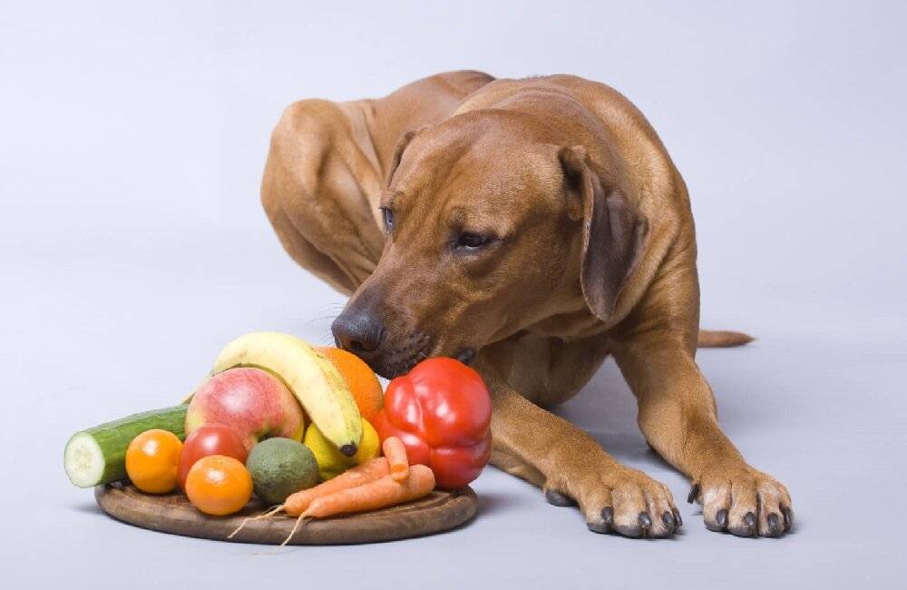 Яблоки для собак: польза или вред