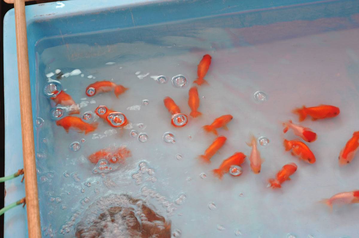 Золотая рыбка оранда (красная шапочка) как содержать и разводить в аквариуме.