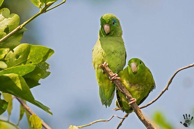 Интересные факты о способностях волнистых попугаев