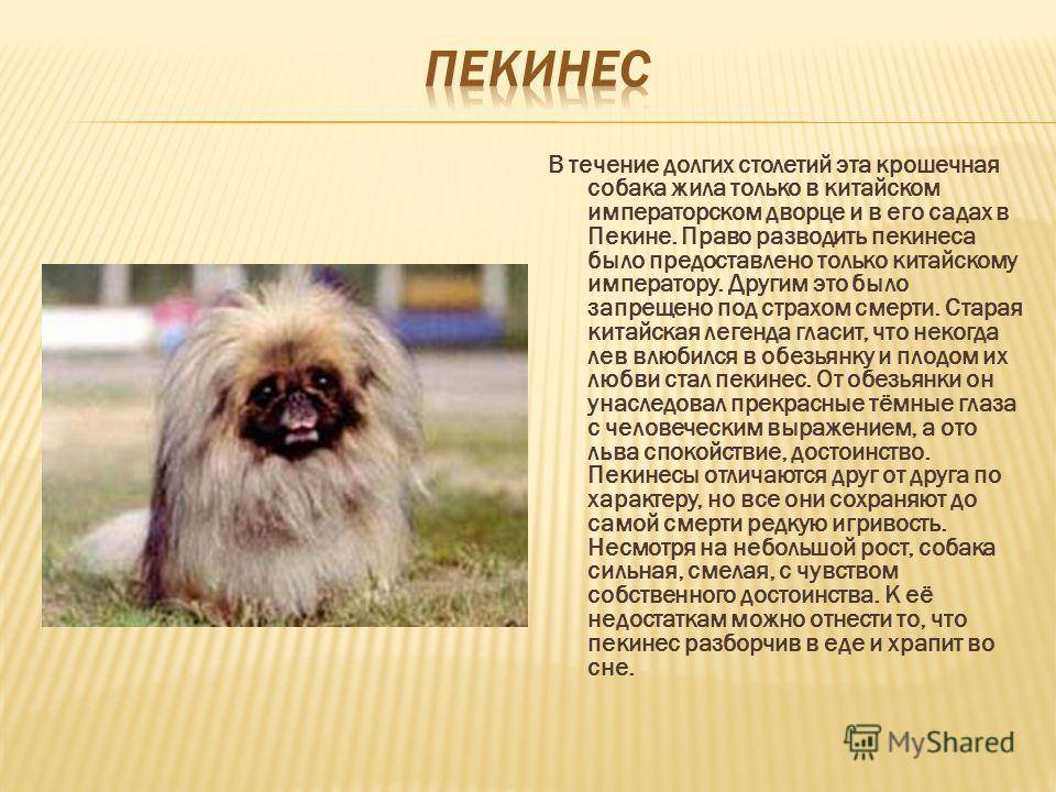 Собака пекинес: описание и характер, особенности ухода и содержания, разведение и отзывы