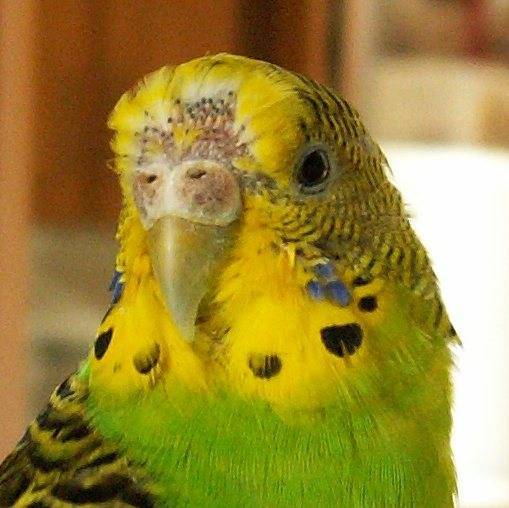 Болезни волнистых попугаев: симптомы, профилактика, лечение