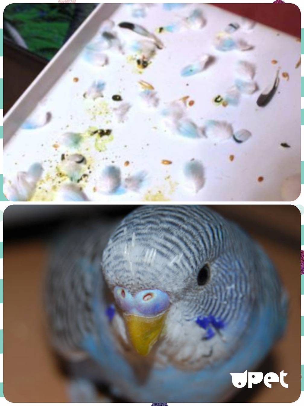 Линька у волнистых попугаев: почему бывает, сколько длится и что делать