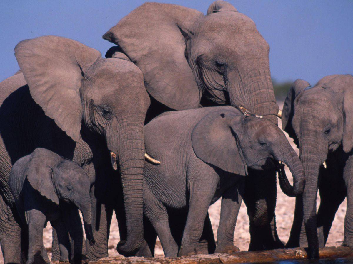 Виды слонов. описание, особенности, среда обитания и фото видов слонов | живность.ру