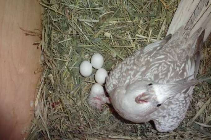Сколько дней высиживают яйца попугаи: волнистые, корелла, жако
