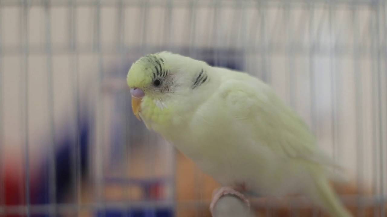 Волнистый попугайчик: описание, характеристики, жизнь в дикой природе