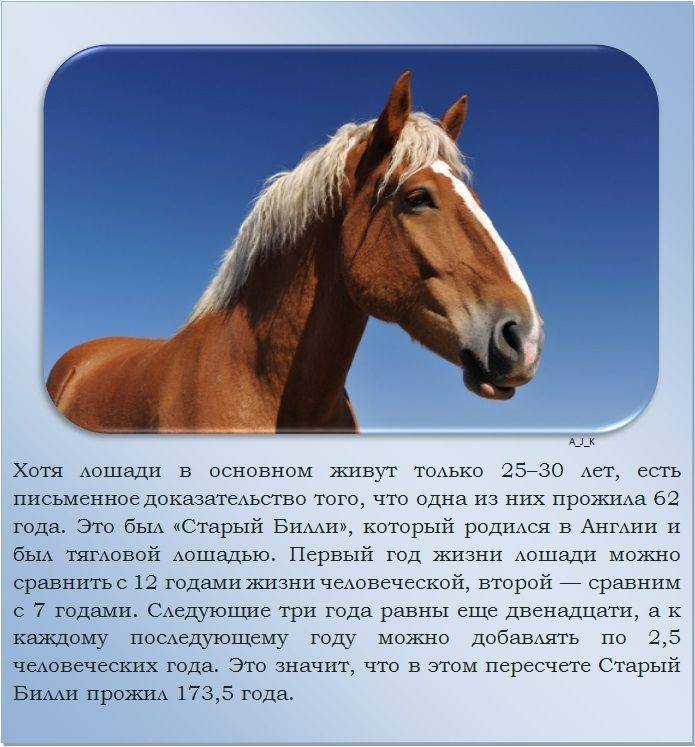 Лошадь - 99 фото самого основного животного для верховой езды