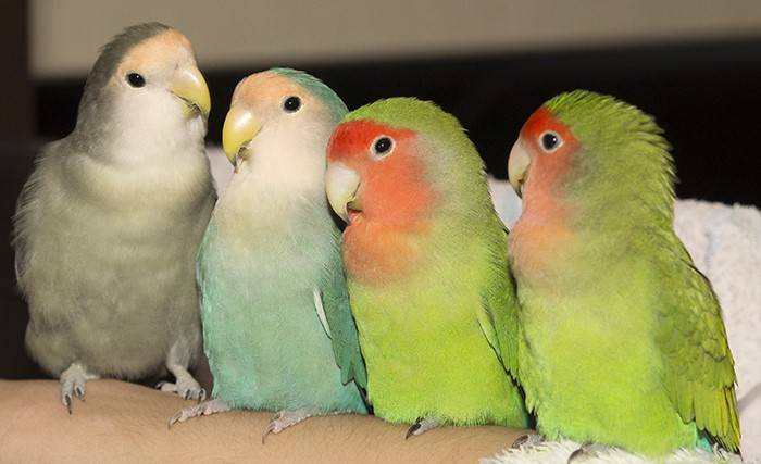 Топ-10 самых красивых видов попугаев в мире