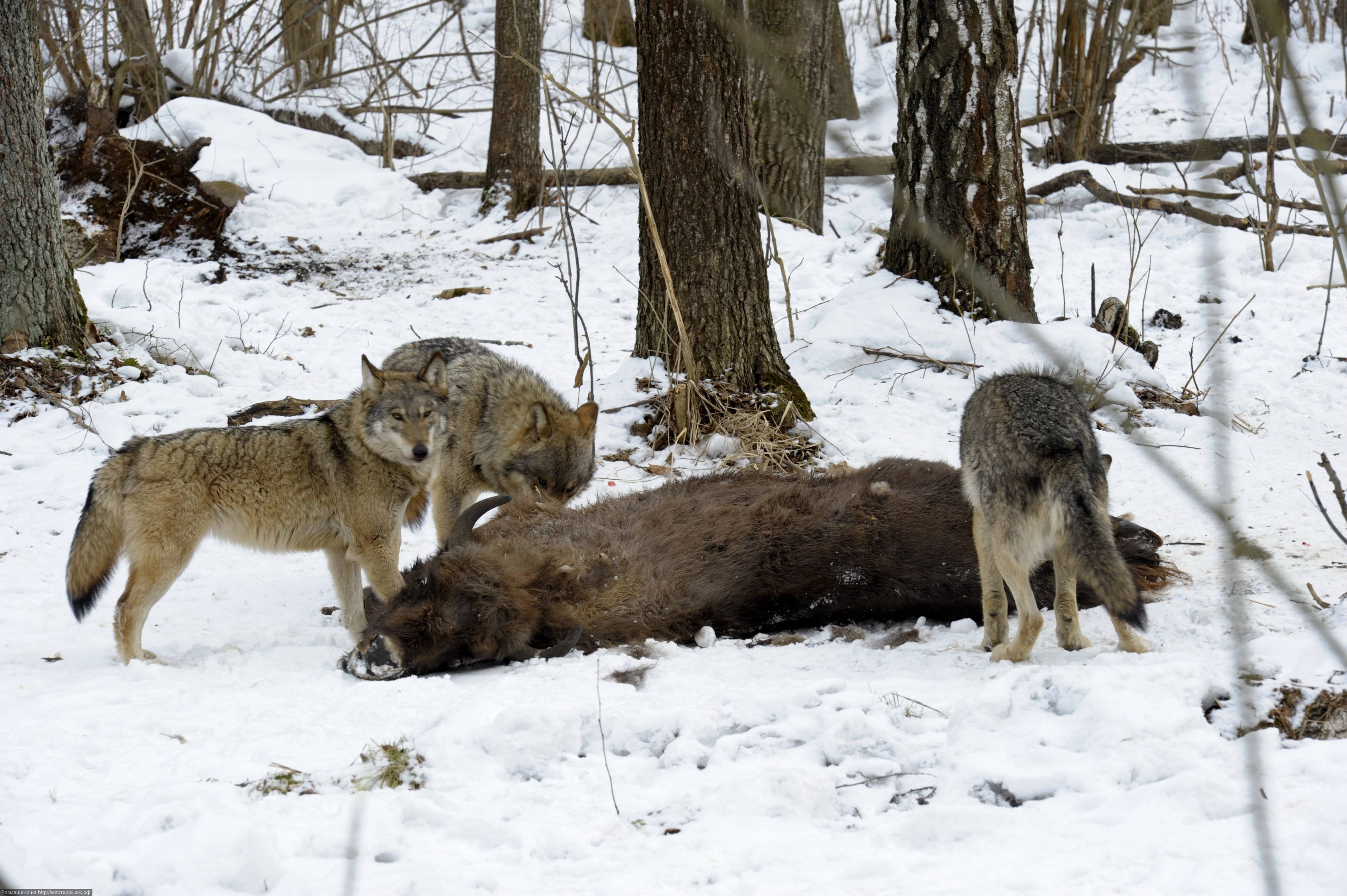 Как волки ходят в стае, в каком порядке? иерархия в стае волков - truehunter.ru