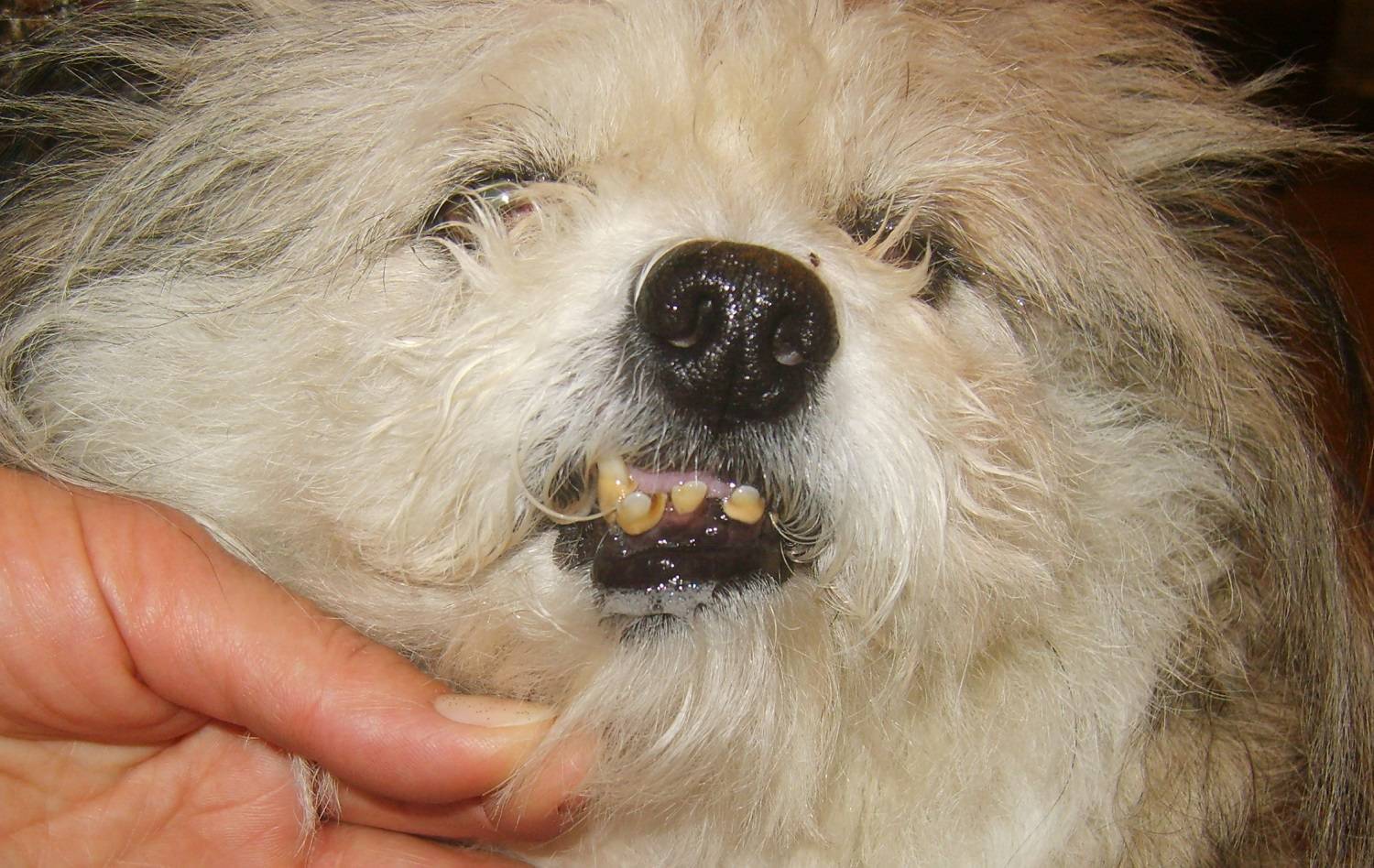 Зубной камень у собак: удаление, профилактика, причины