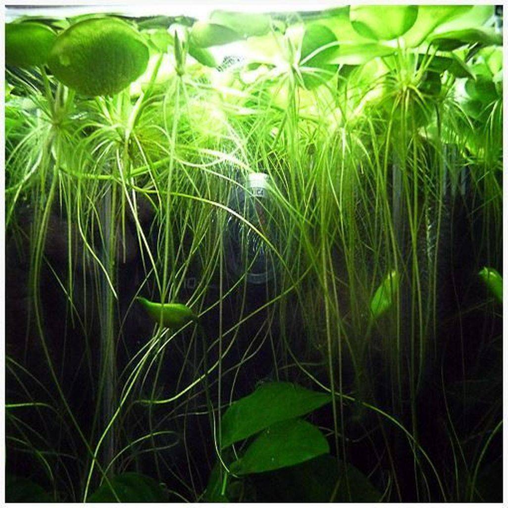 Растения для аквариума: лучший выбор начинающего аквариумиста, какие существуют донные виды водной травы