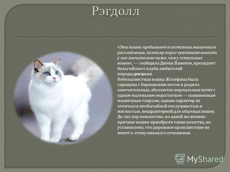 Рэгдолл: 100 фото, особенности, описание характера и свойств кошки