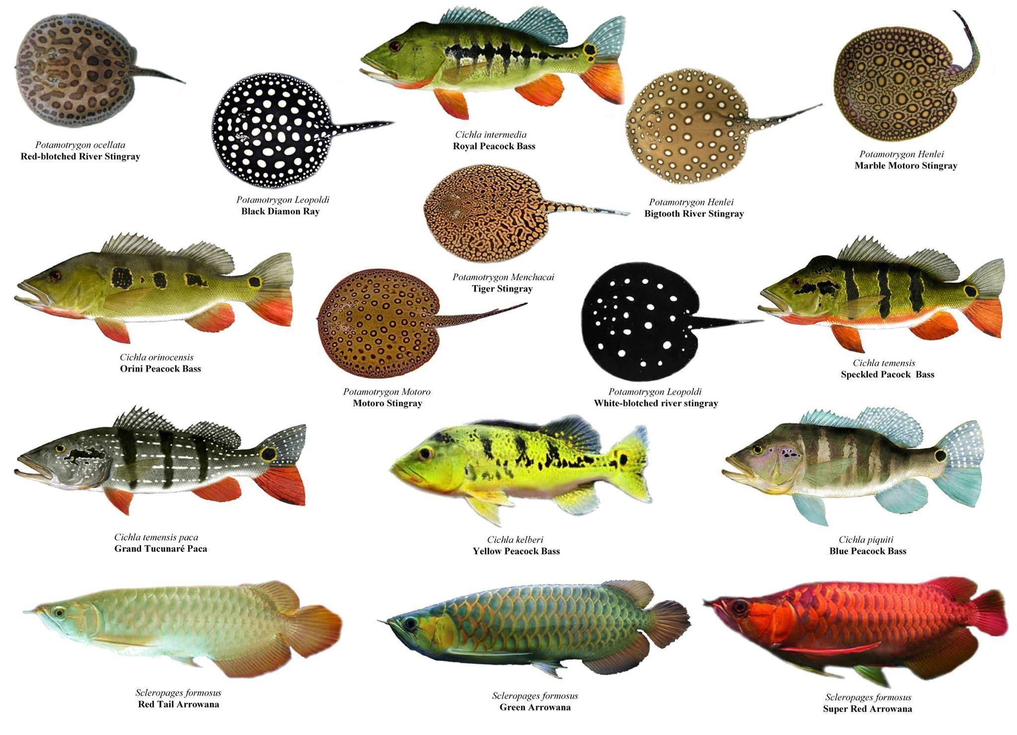 Размножение и развитие рыб – биология