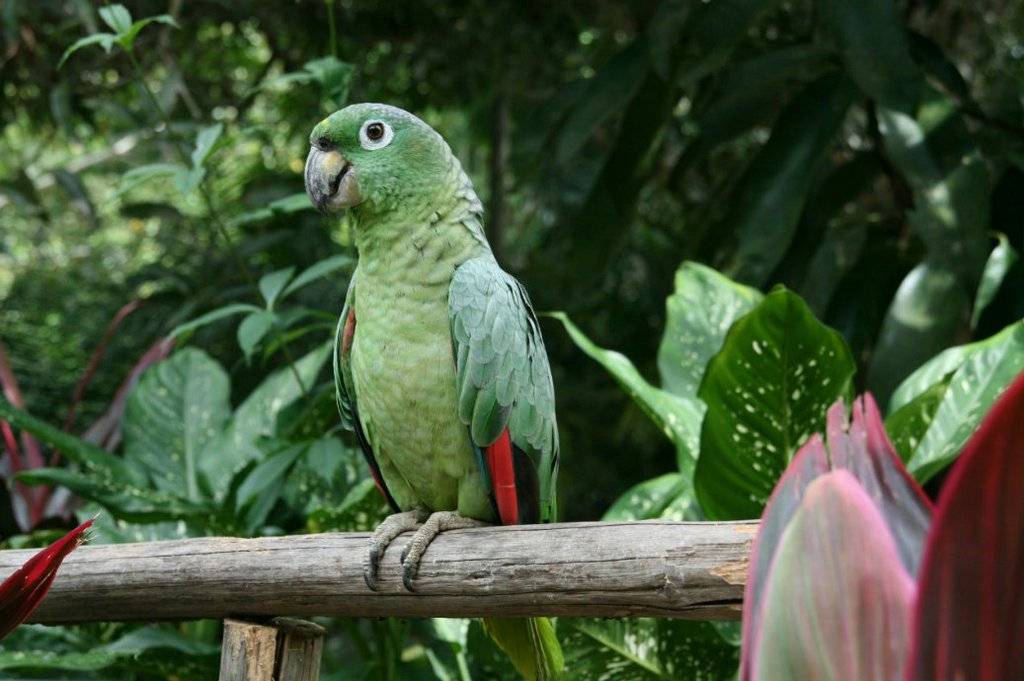 Попугай амазон: описание, сколько живут, где обитают, чем питаются