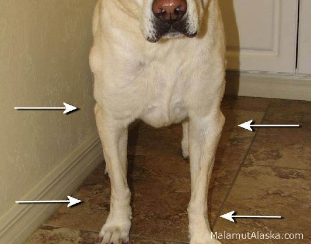 Дисплазия тазобедренного сустава у собак - симптомы и лечение