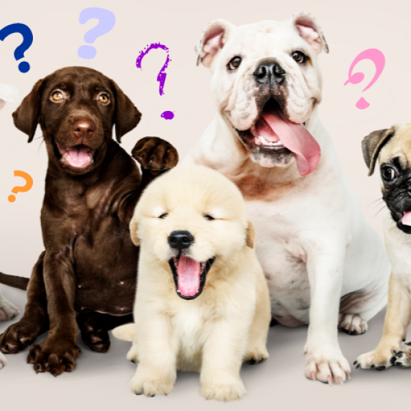 Как выбрать щенка в питомнике или приюте: советы будущим владельцам