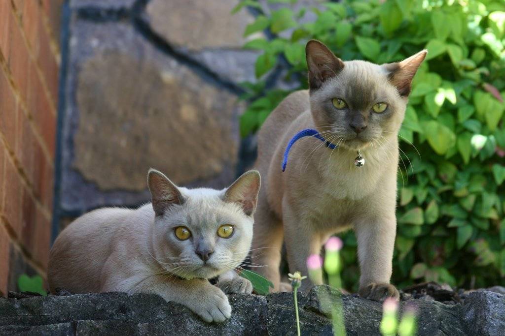 История бурманской кошки
