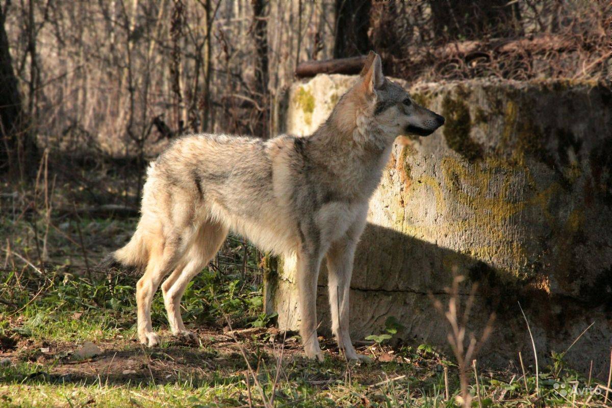 Чехословацкий влчак (волчья порода собак)