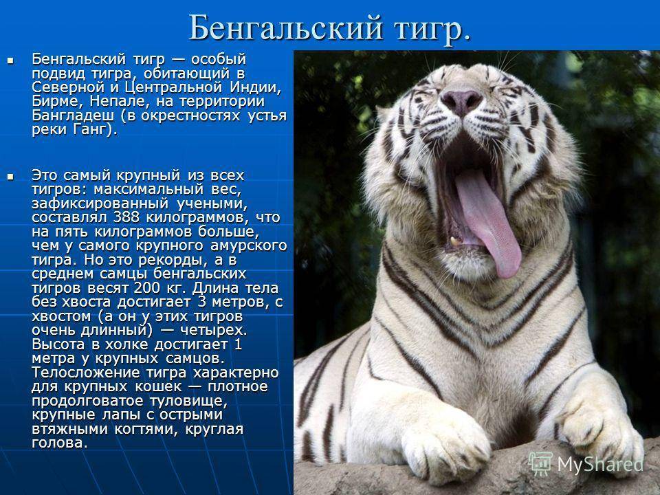 Интересные факты о лиграх - что нужно знать о гибриде льва и тигра, информация с фото