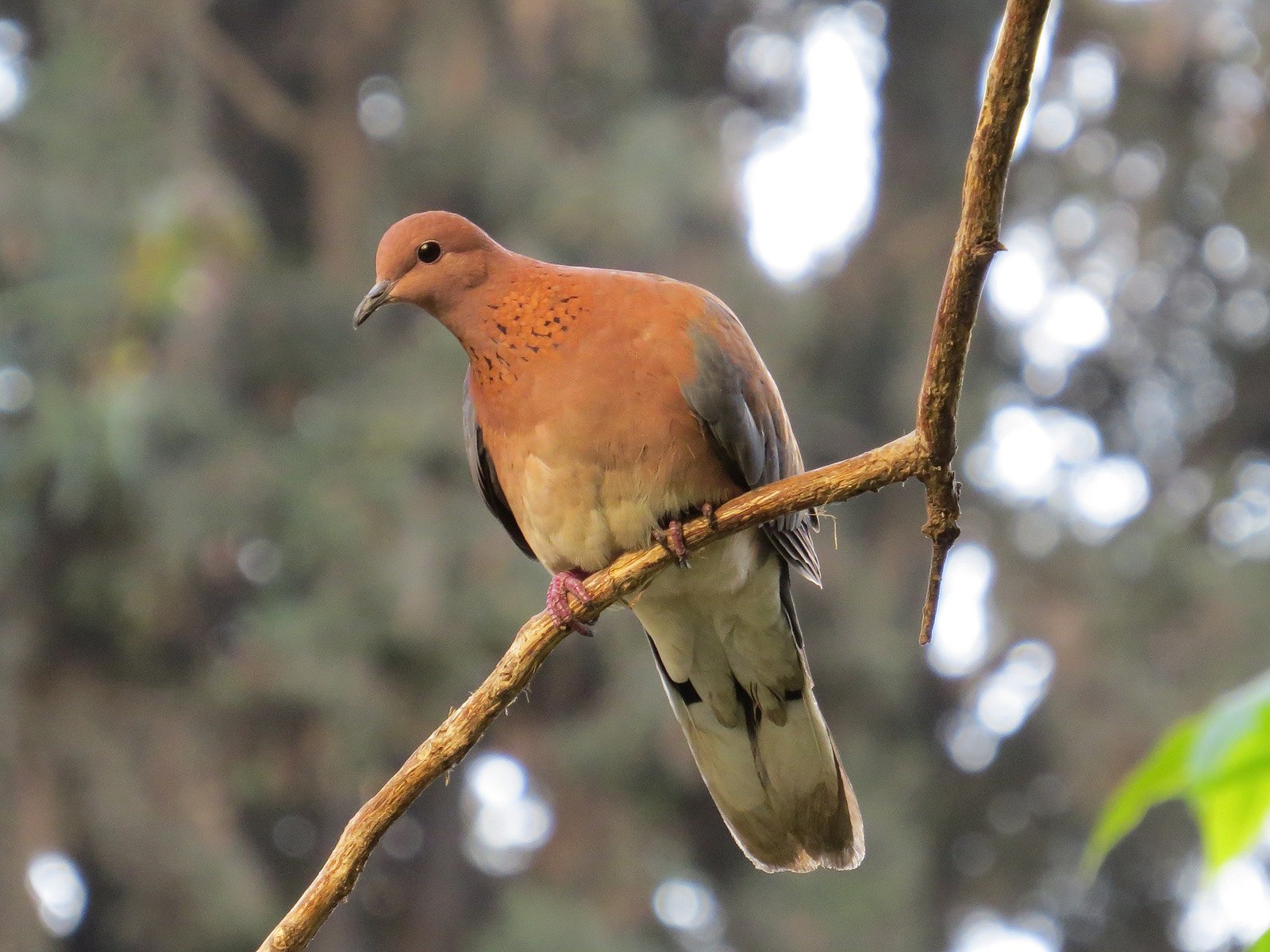 Голуби горлицы – описание, фото и видео птицы - сайт природа
