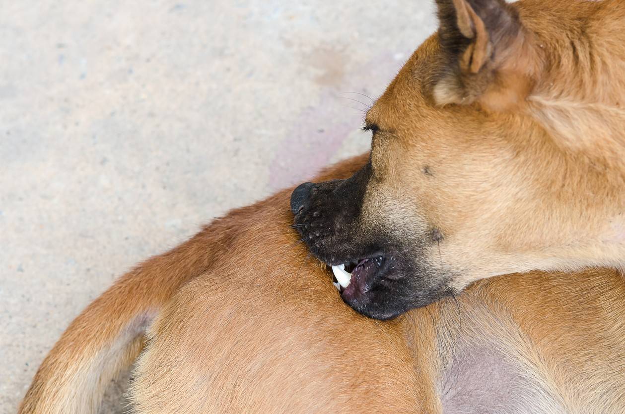 Почему собаки грызут свои лапы? основные причины, болезни