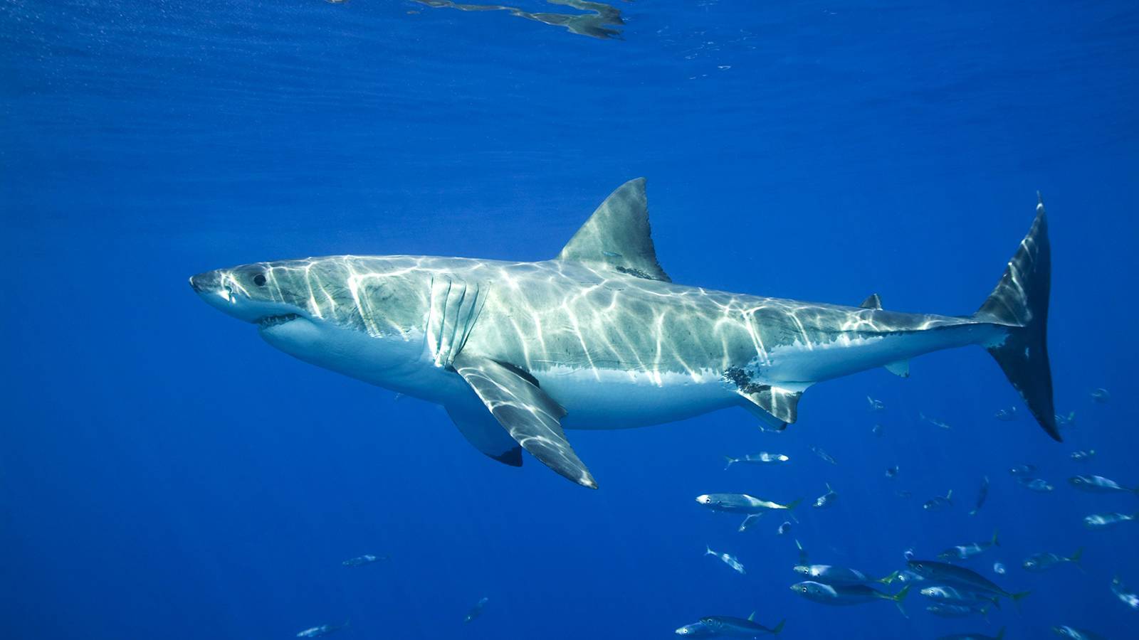 Факты о большой белой акуле для детей. среда обитания большой белой акулы — планета земля