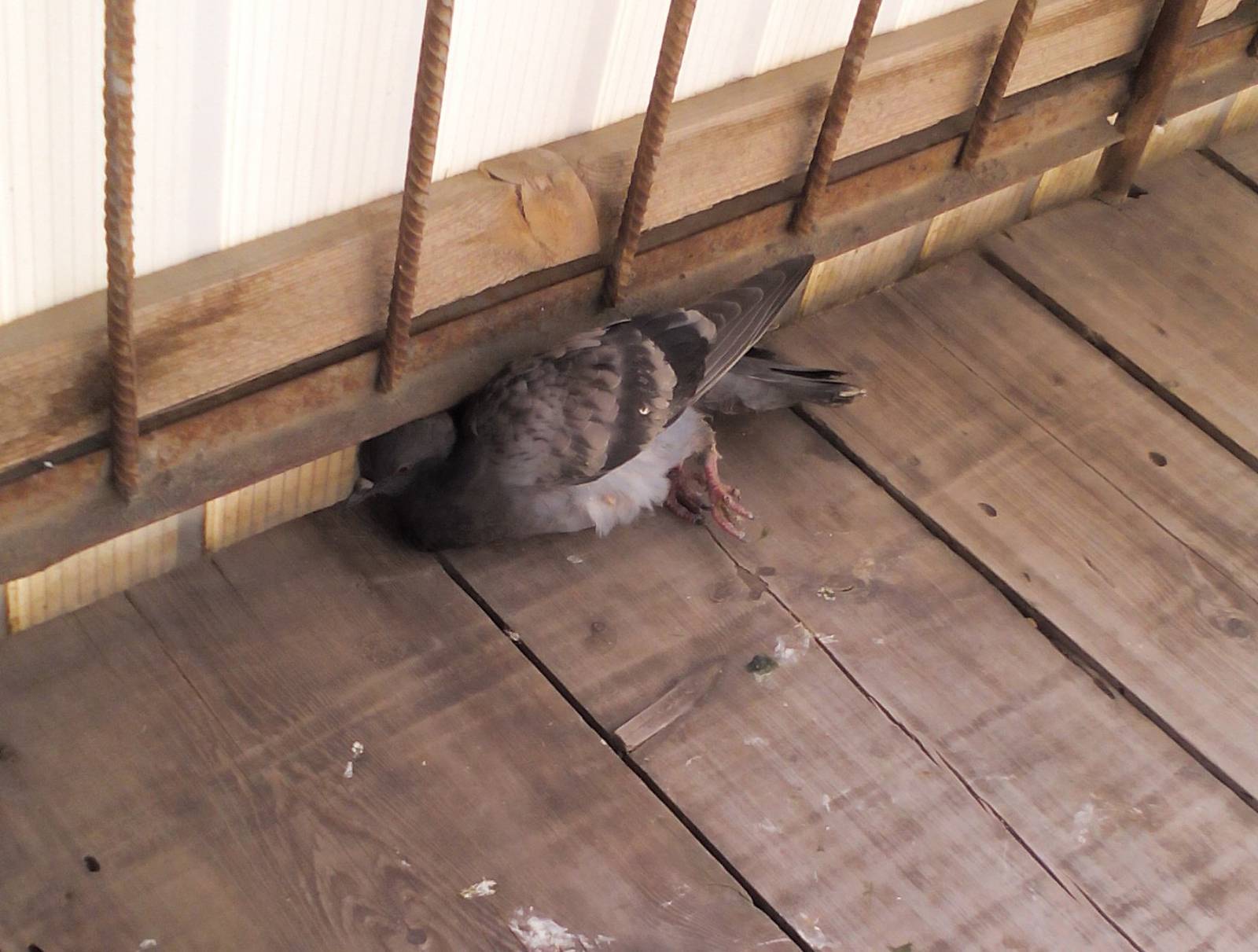 К чему залетает голубь на балкон