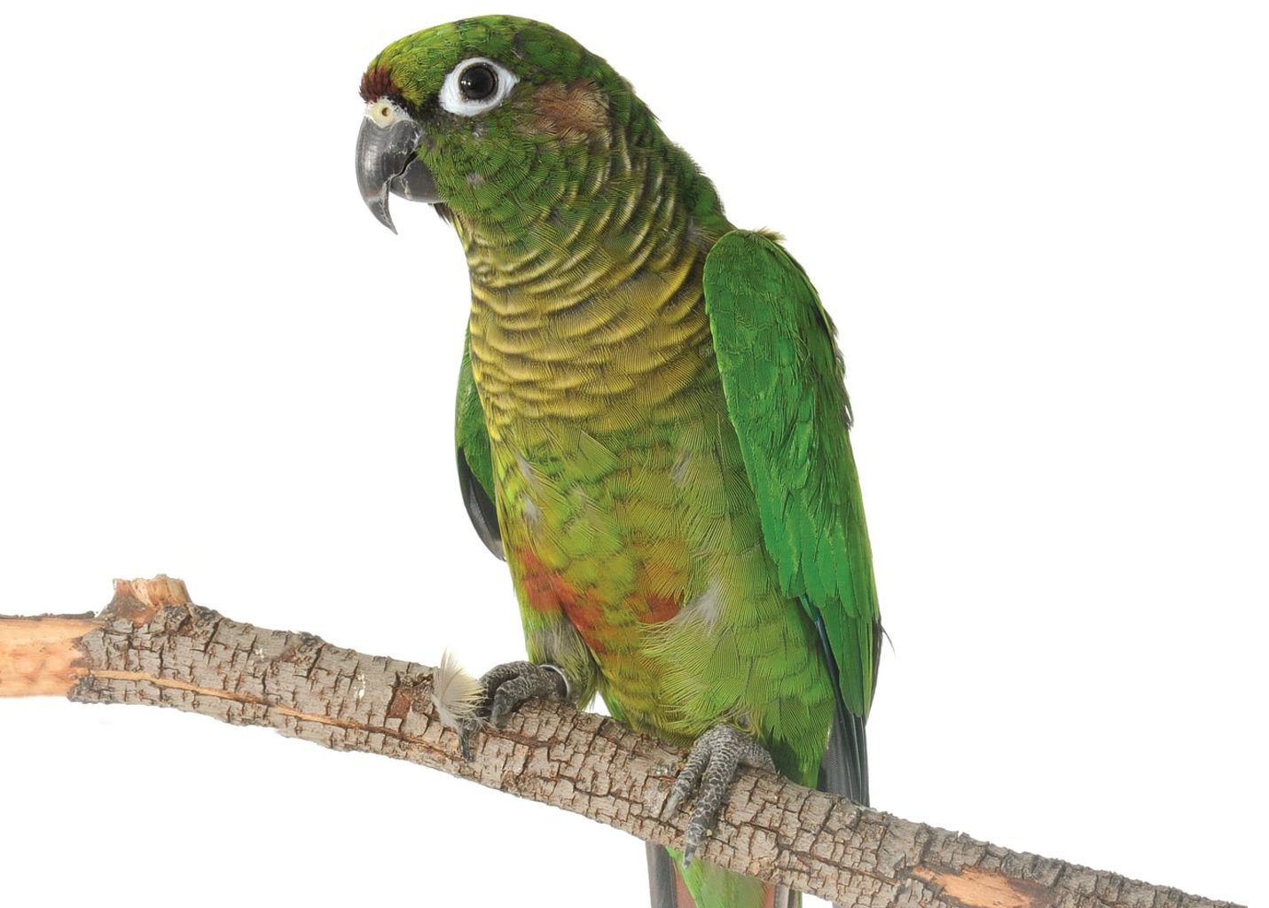 Красный попугай – содержание, разведение, совместимость с другими