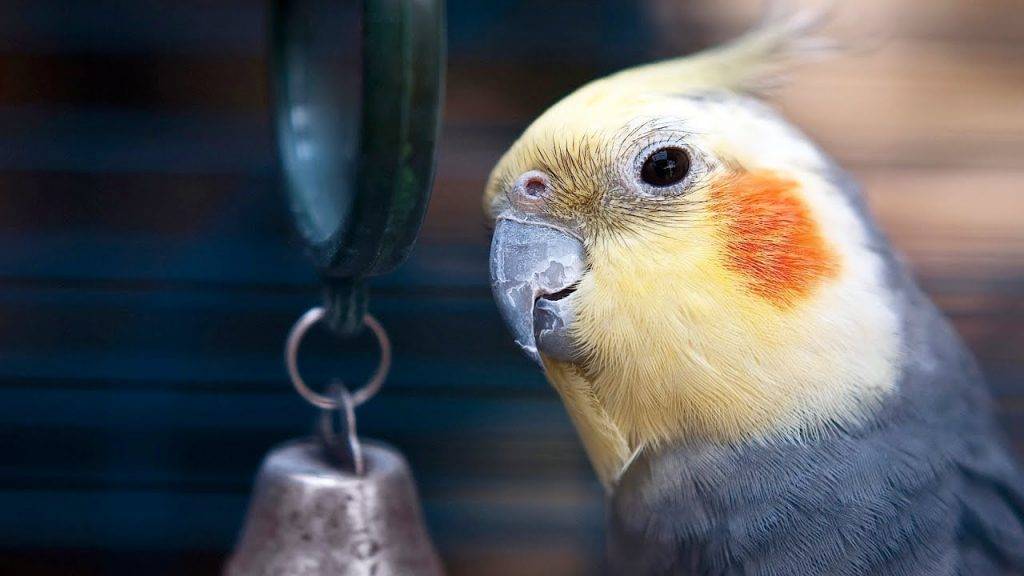 Попугай корелла: описание, плюсы и минусы содержания
